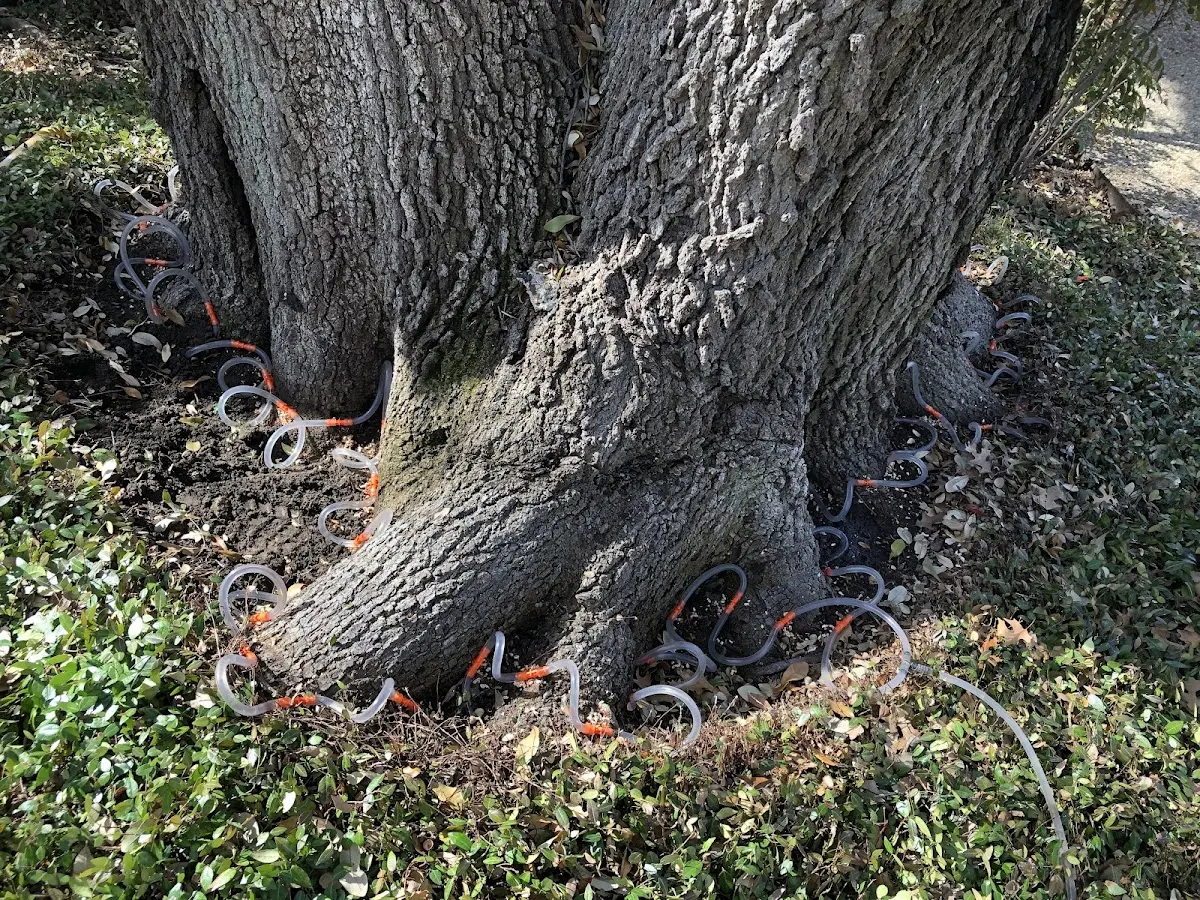 Detailed Tree Cabling and Bracing job site in Great Cacapon