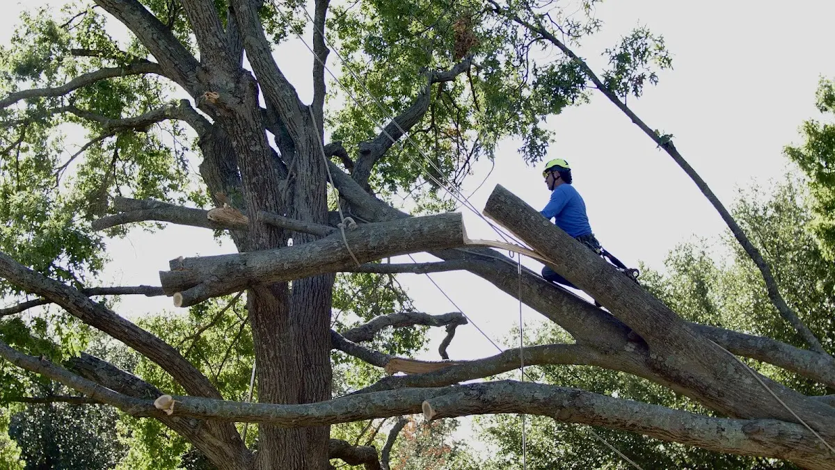 Professional Crown Thinning performed by certified arborists in Great Cacapon